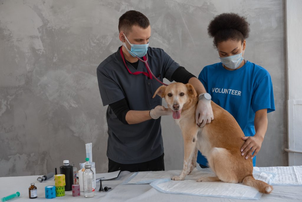 What are the benefits of being a veterinarian?