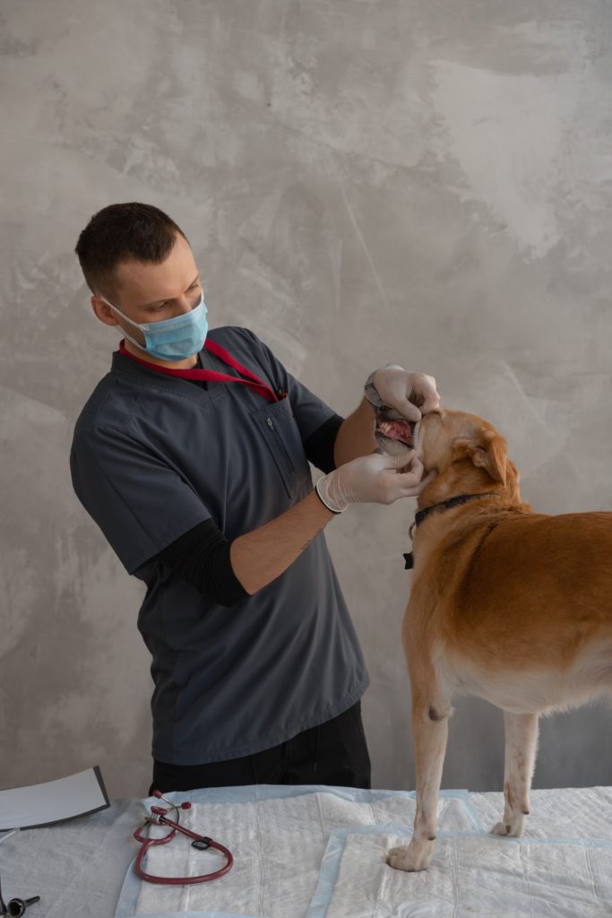 Top 10 Reasons to Become a Veterinarian