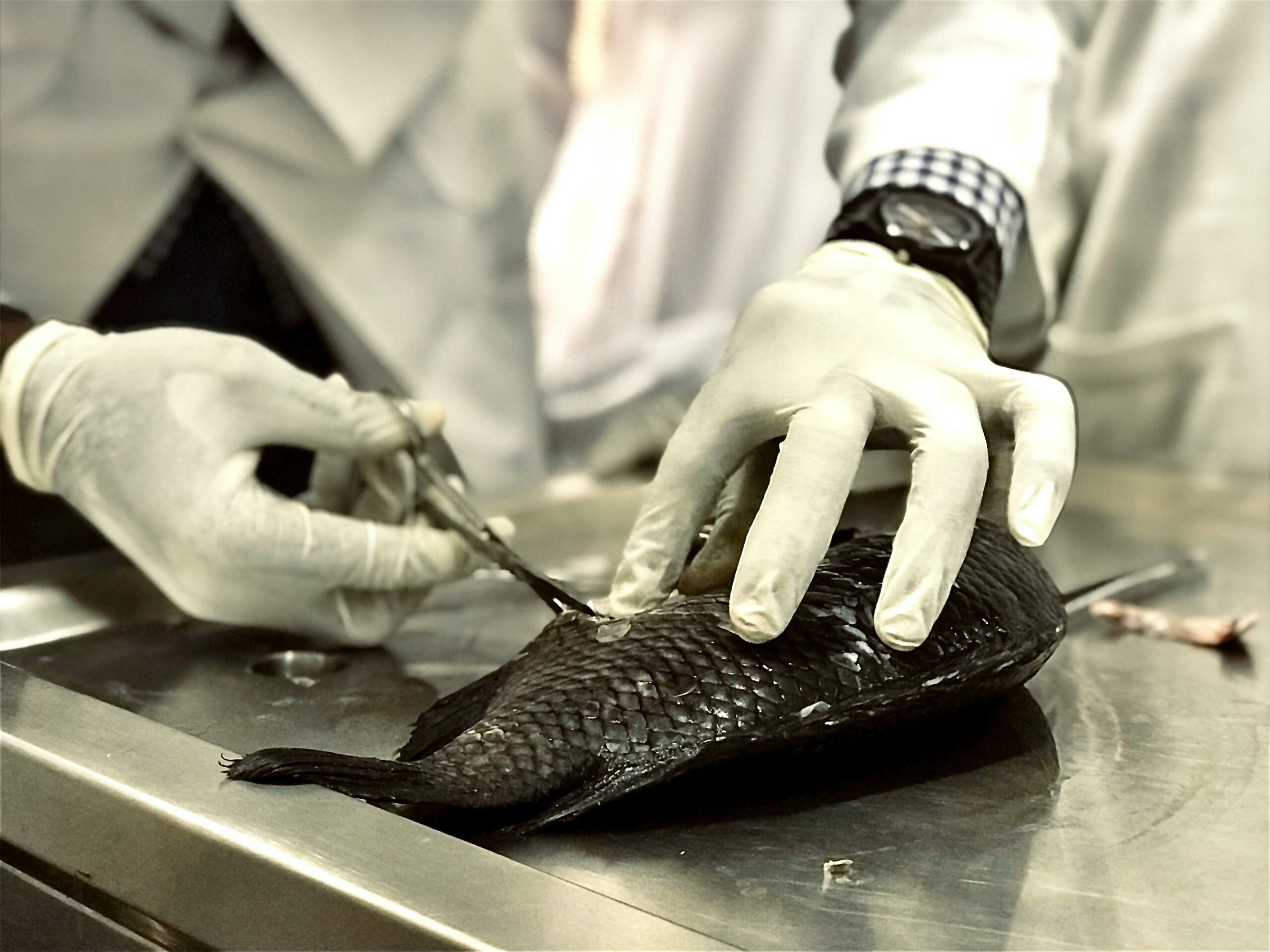 Veterinary Schools in Europe Taught in English