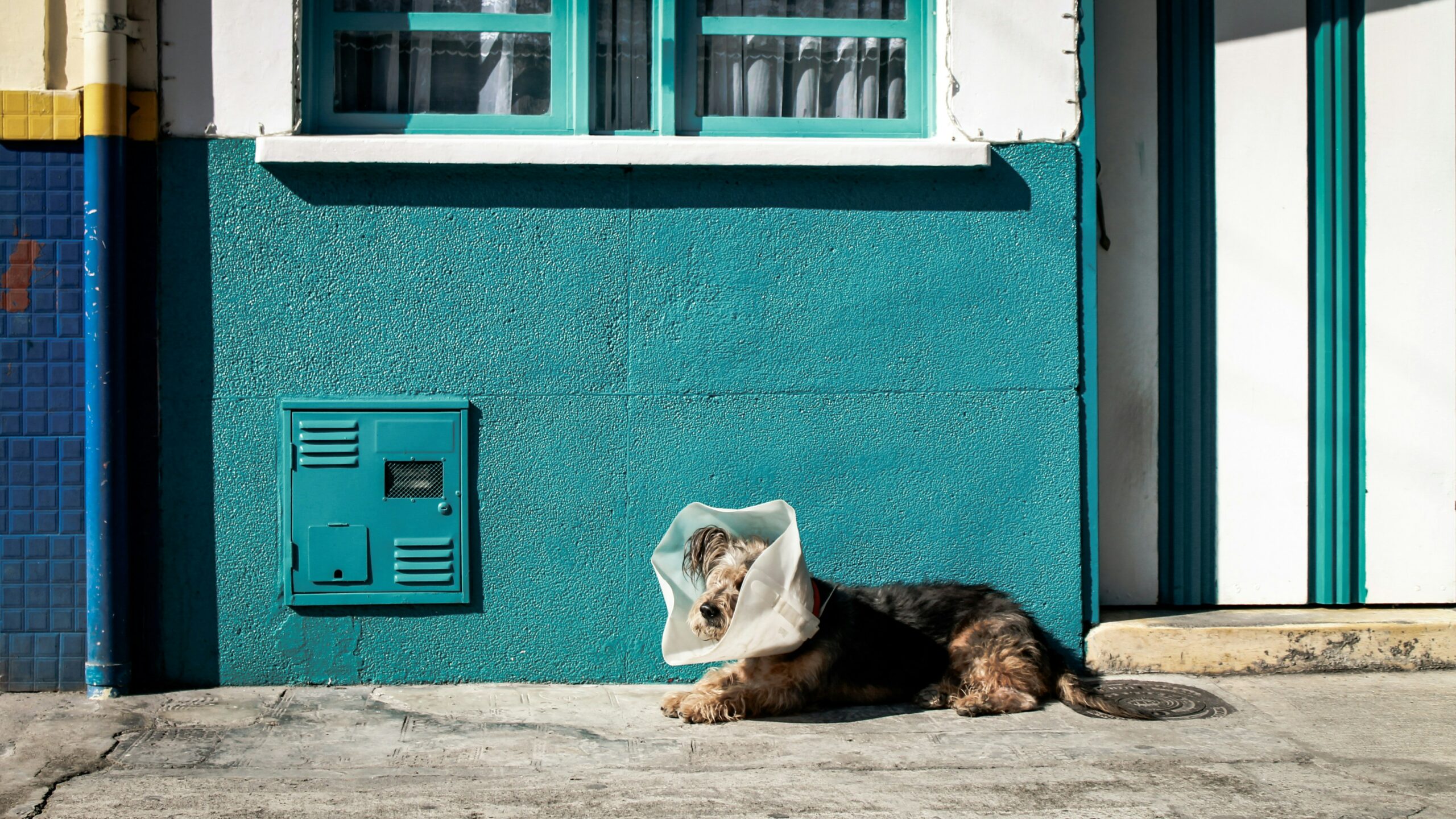 Graduate Entry Veterinary Medicine in Europe